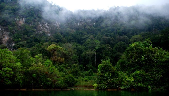 Campamento Tamandua en Chiapas