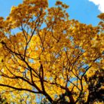 Guayacán árbol endémico Sonora