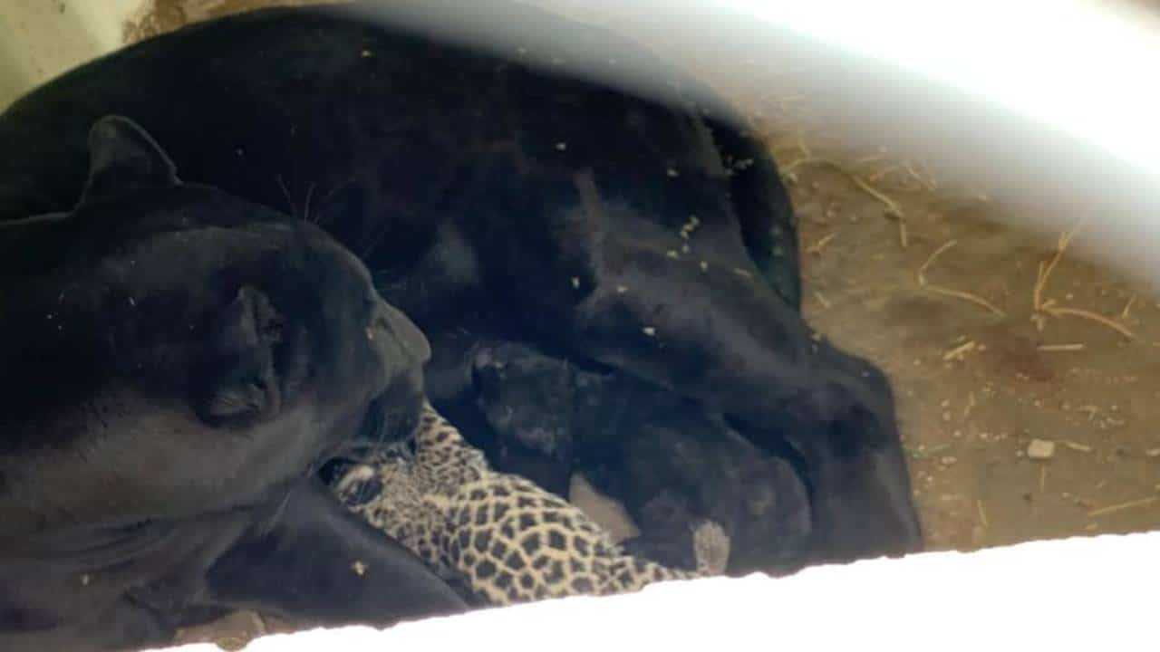 jaguar cachorros san luis potosí