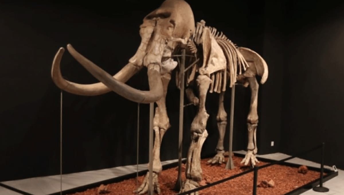 mamut de ecatepec