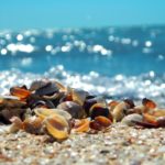 Bahamitas, la playa que se llena de conchas de mar