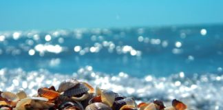 Bahamitas, la playa que se llena de conchas de mar