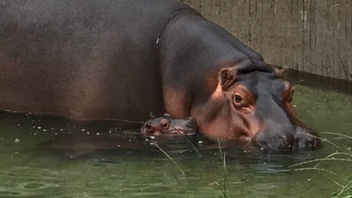 bebé hipopótamo