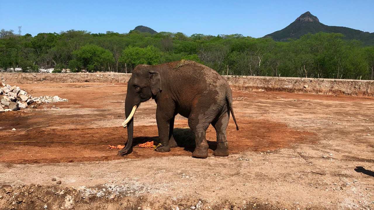 big boy elefante
