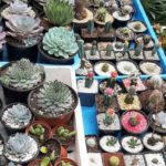 comprar plantas