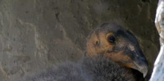 Nacen dos crías del cóndor de California en el Zoológico de Chapultepec