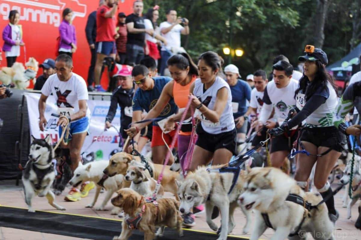 Dog Running Race, la carrera de lomitos con causa en la CDMX