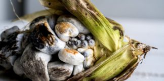 Huitlacoche significado y beneficios salud