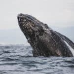 Laguna de San Ignacio, un refugio de ballenas grises que debes conocer