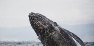 Laguna de San Ignacio, un refugio de ballenas grises que debes conocer