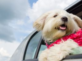 consejos para viajar con tu mascota por carretera sin morir en el intento