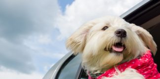 Consejos para viajar con tu mascota por carretera sin morir en el intento
