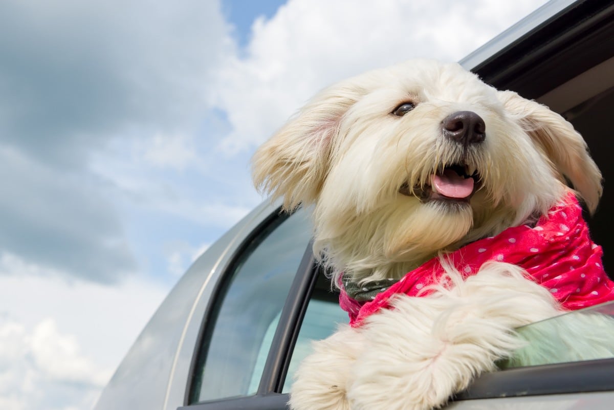 Consejos para viajar con tu mascota por carretera sin morir en el intento