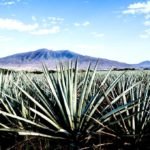 Paisaje agavero en Jalisco