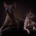 perro xoloitzcuintle