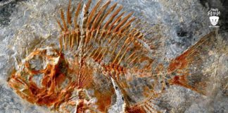 pez prehistórico fosil chiapas