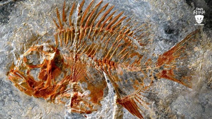 pez prehistórico fosil chiapas