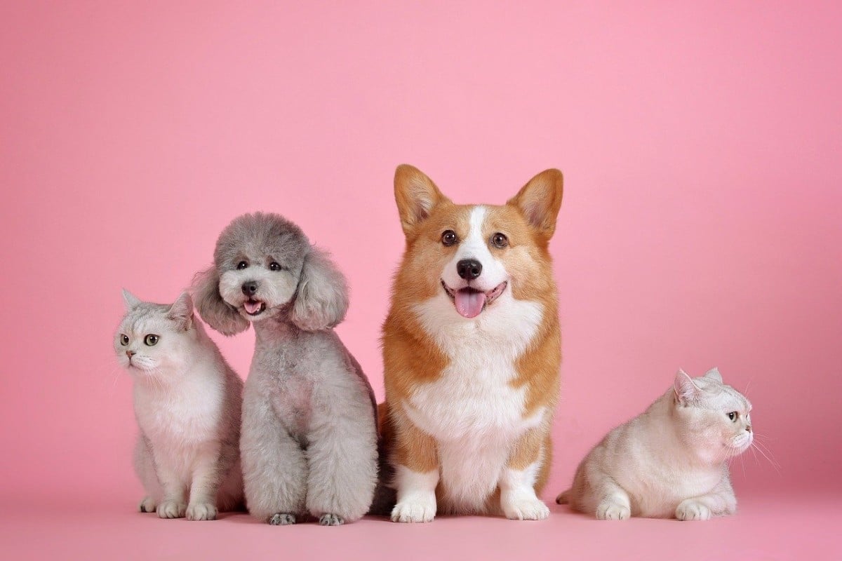 lo que debes saber sobre los seguros para mascotas