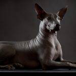 xoloitzcuintle