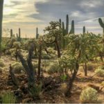 Zapotitlán Salinas, un paraíso lleno de cactus