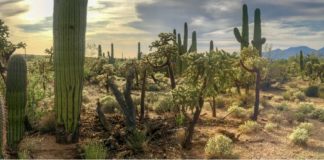 Zapotitlán Salinas, un paraíso lleno de cactus