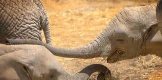 Lester, el bebé elefante de Africam Safari que te hará suspirar