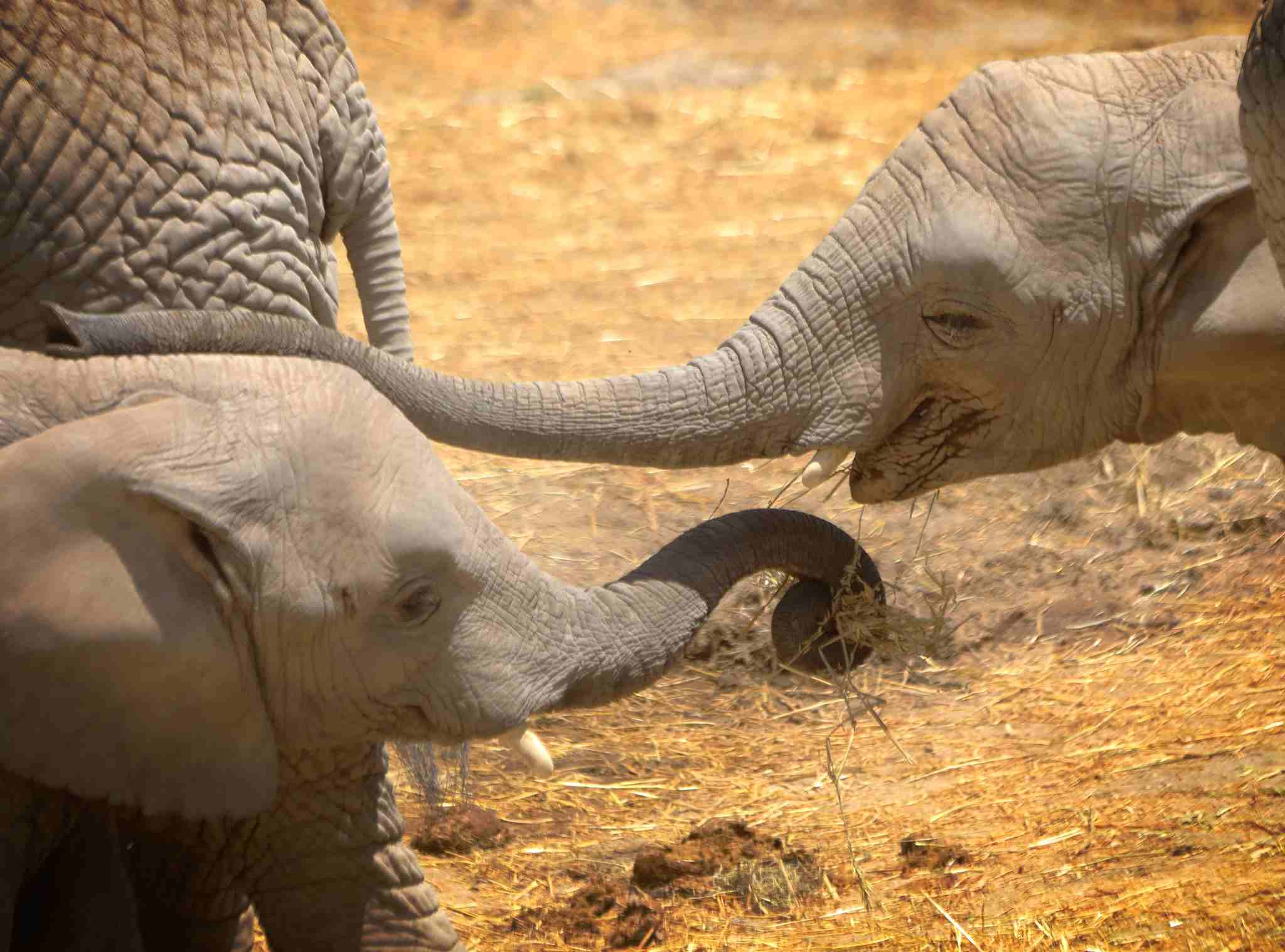 elefantes en africam safari
