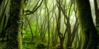 Santuario del Bosque de Niebla