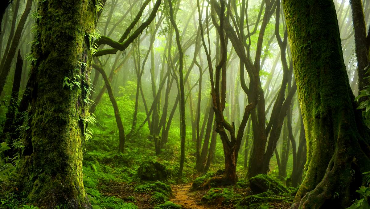 Santuario del Bosque de Niebla