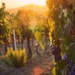 viñedos valle de guadalupe