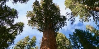 Así protegieron el árbol más grande del mundo para cuidarlo de incendios