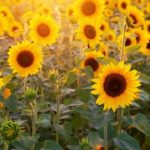 campos de girasoles