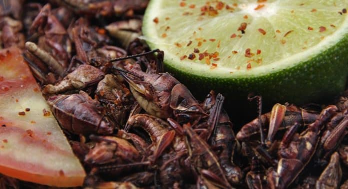 Comidas exóticas de México que debes probar al menos una vez en la vida