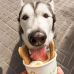 restaurantes para perros