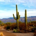 Saguaro