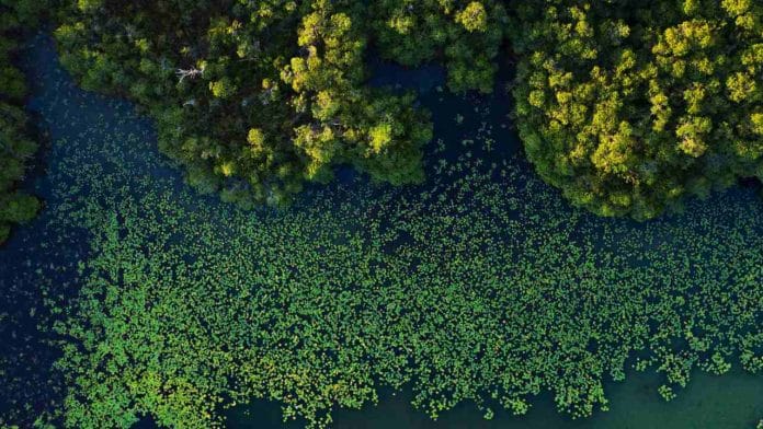 bosque de manglares