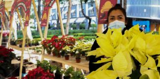 Festival de Flores de Nochebuena