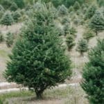 árbol natural navidad