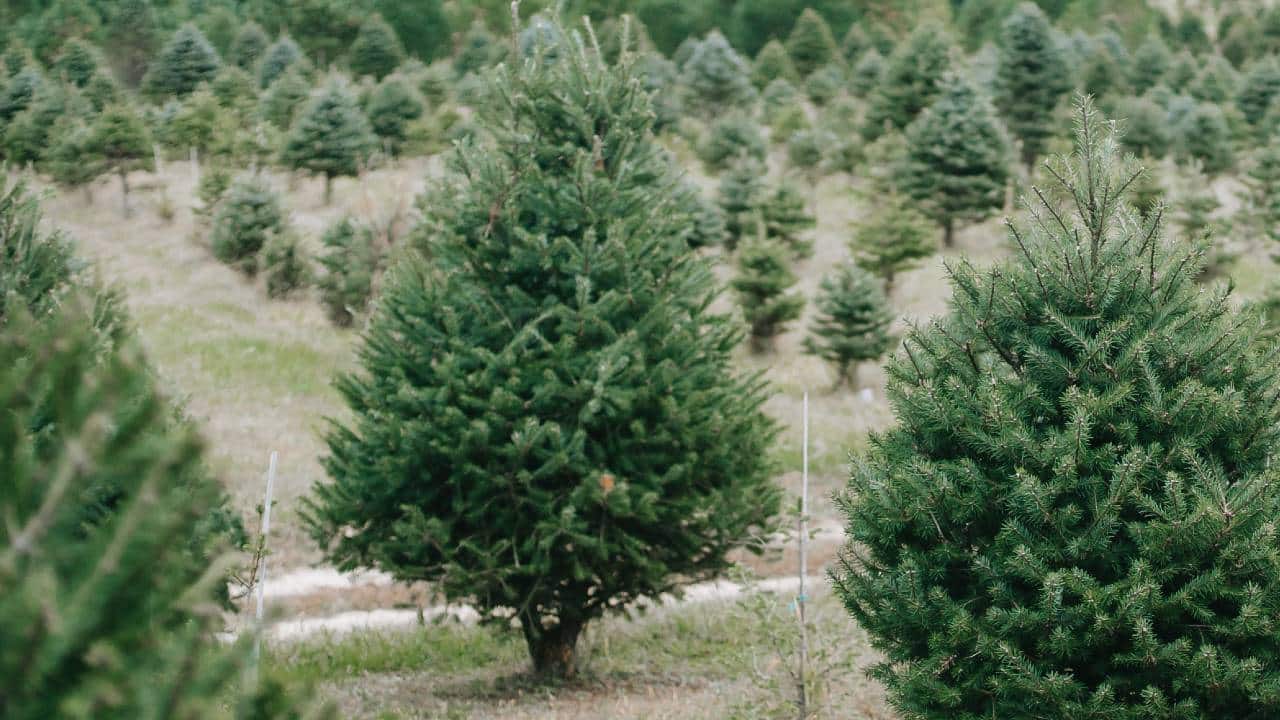 Dónde comprar un árbol natural de Navidad en la CDMX?