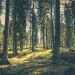 Bosques en pueblos mágicos