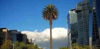 La Palma de Reforma