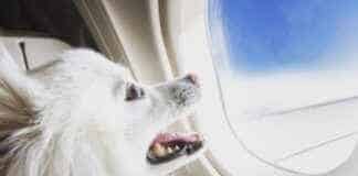 Viaje en avión con mascotas