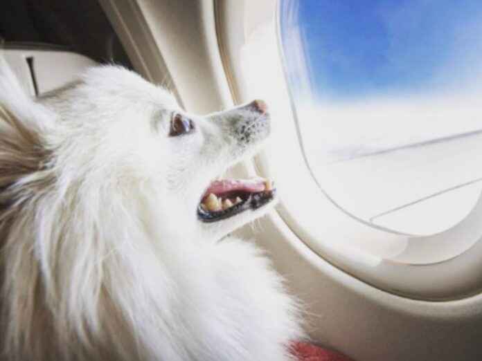 Viaje en avión con mascotas