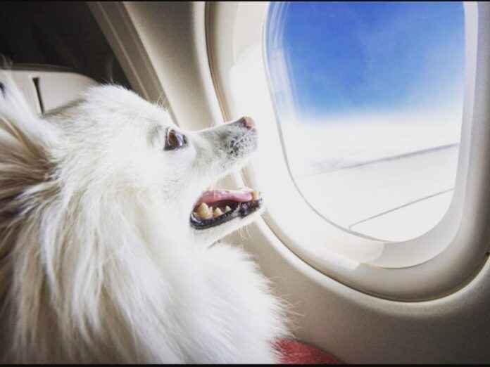 Viajar con Mascotas