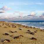 Playa la Escobilla