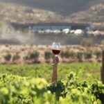 Valle de Guadalupe