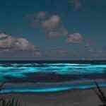 Bioluminiscencia playas de México