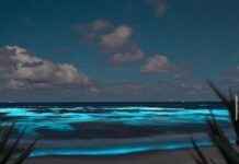Bioluminiscencia playas de México