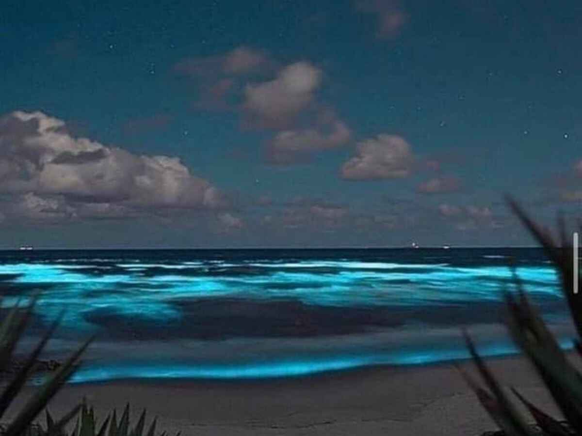 bioluminiscencia playas de méxico