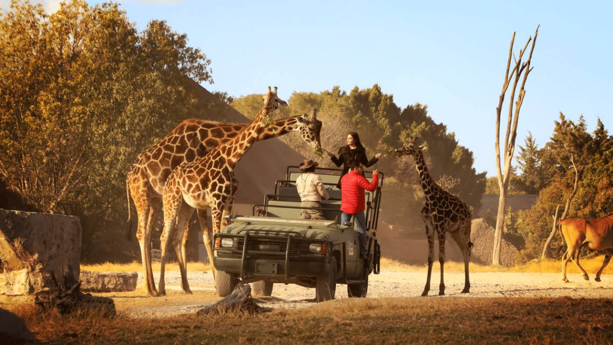 Africam safari